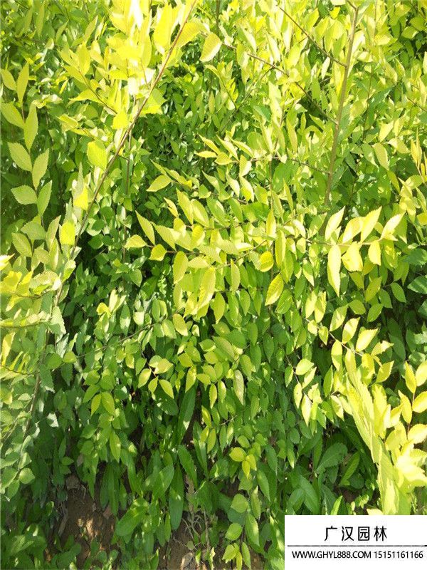 中華金葉榆