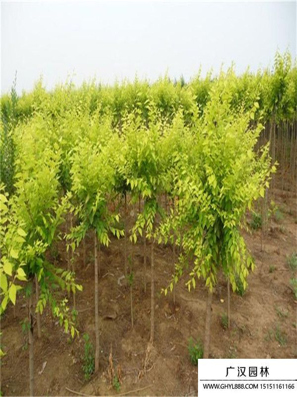 中華金葉榆