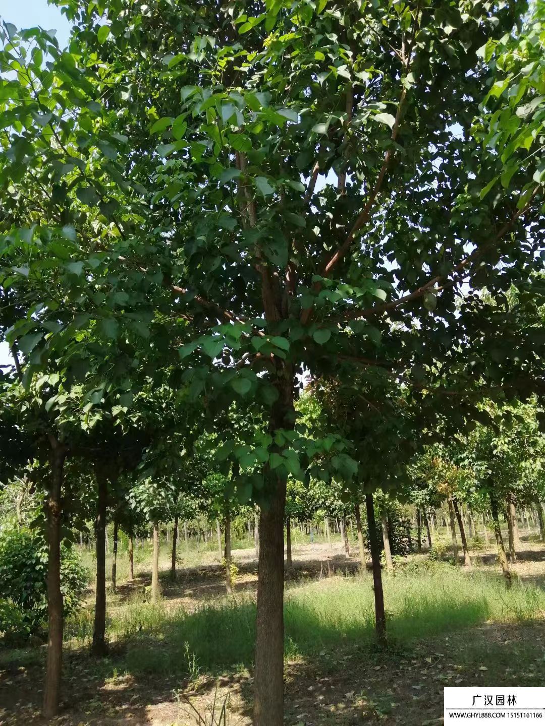 重陽木