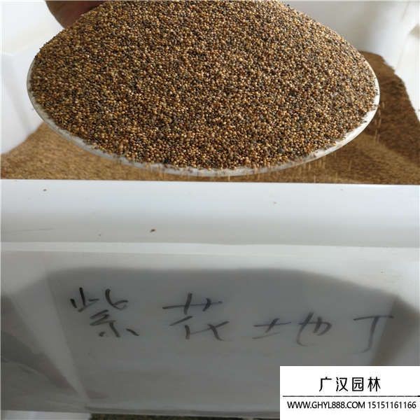紫花地丁種子