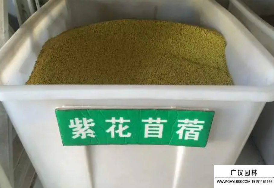 紫花苜蓿種子