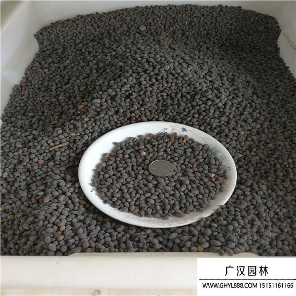 紫茉莉種子