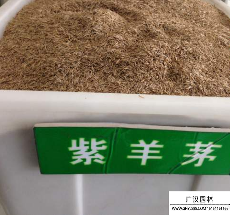 紫羊茅草坪種子