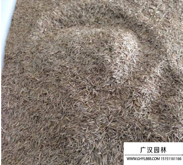 紫羊茅草坪種子