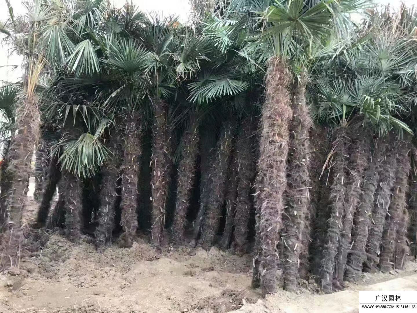 棕櫚樹