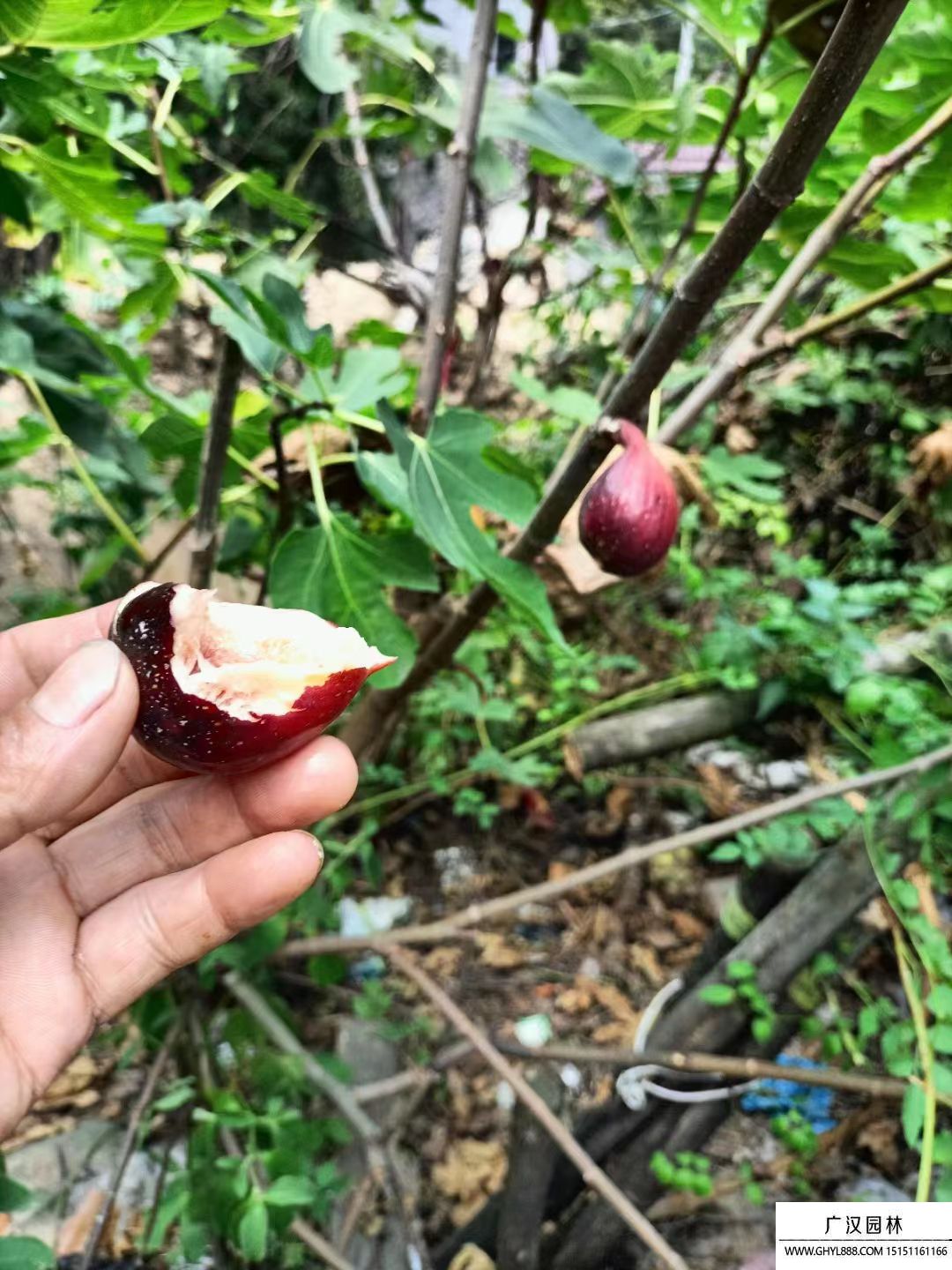 波姬紅無花果