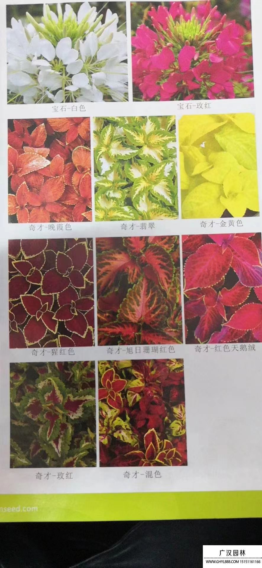 彩葉草種子