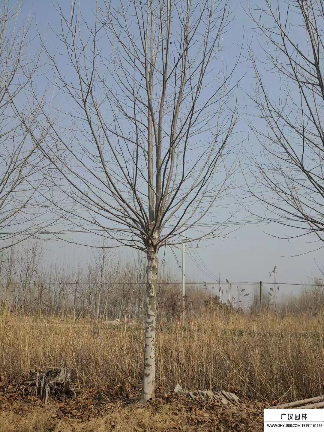 法桐樹