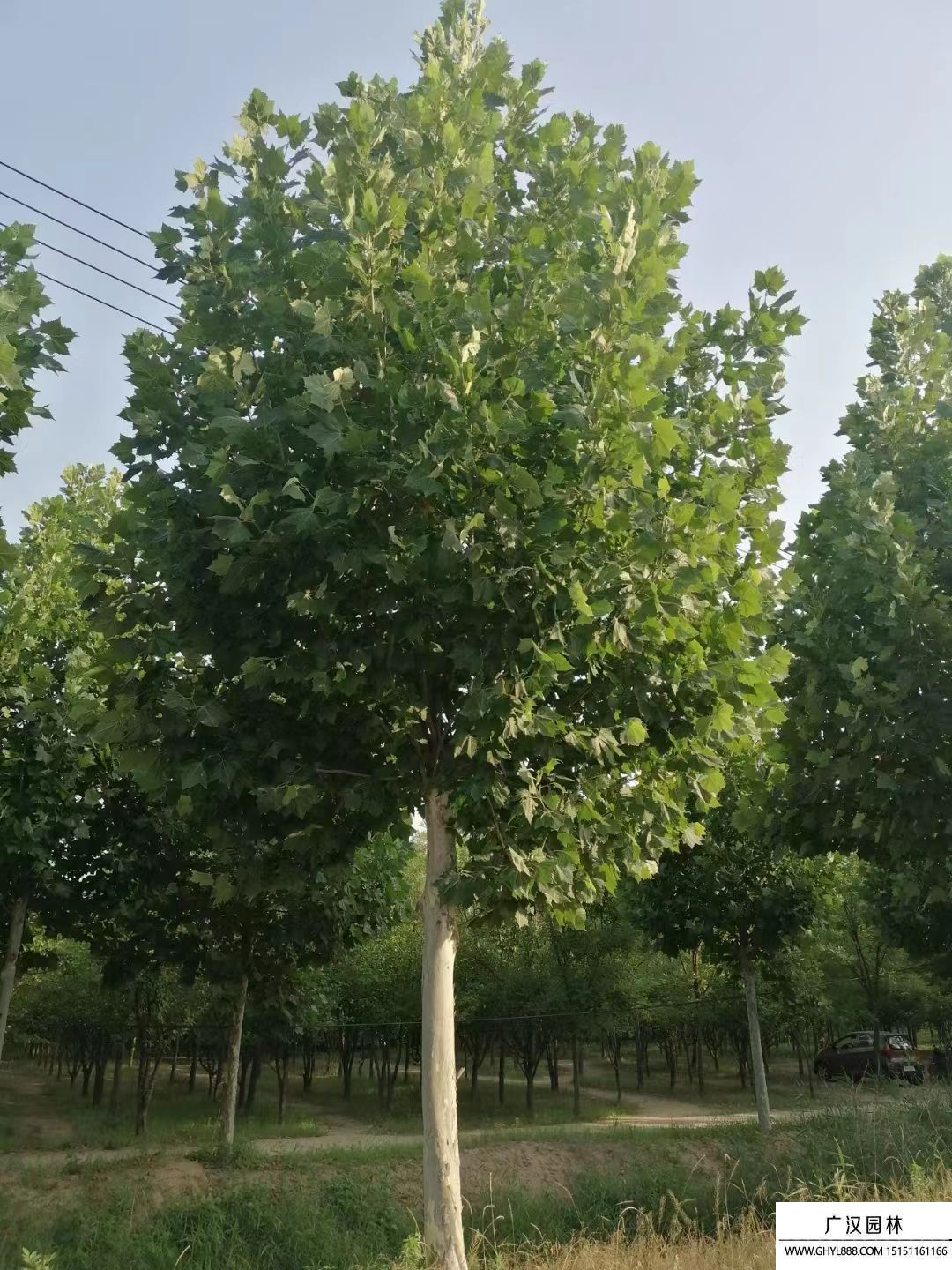 法桐樹