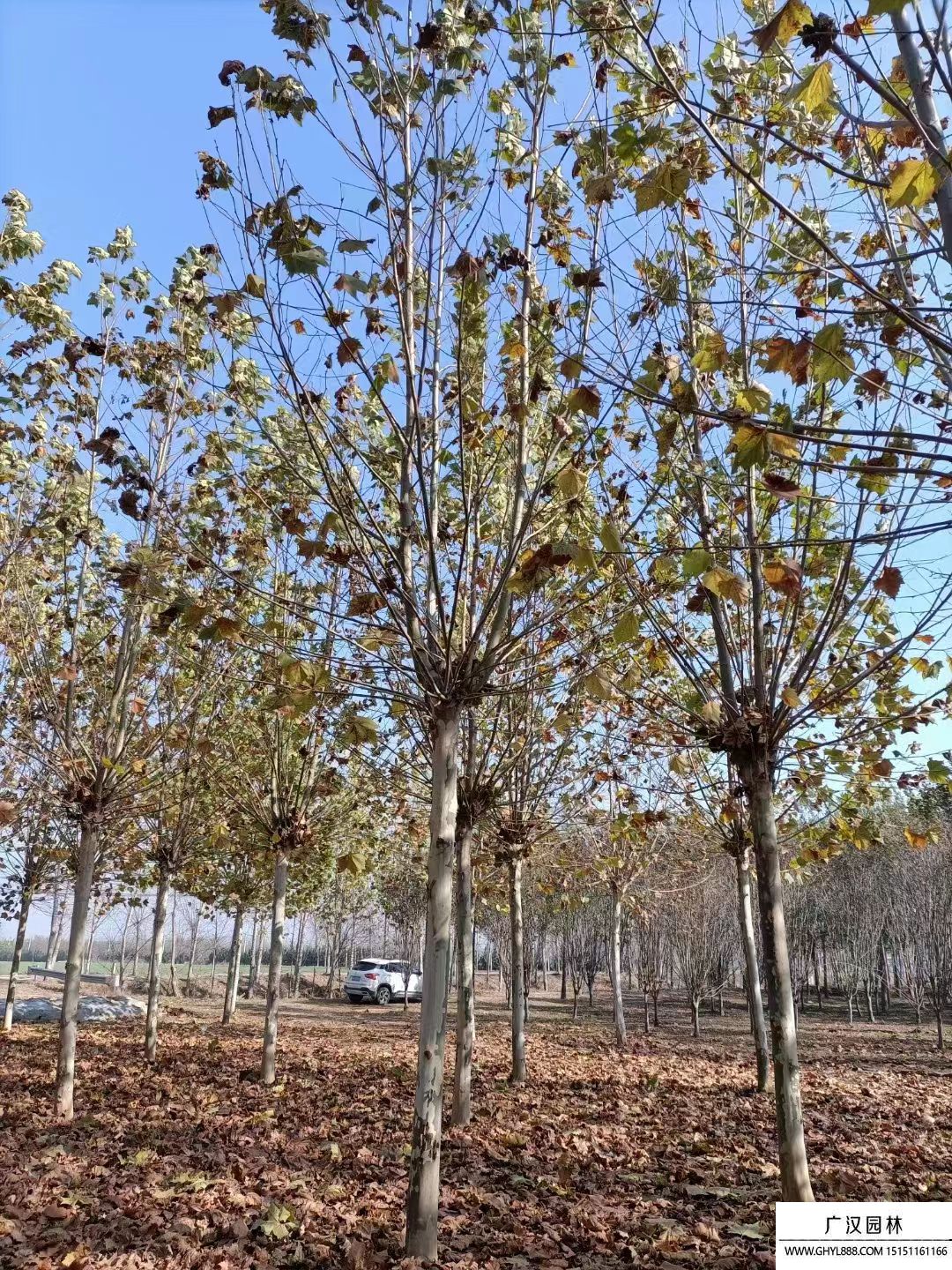 法桐樹