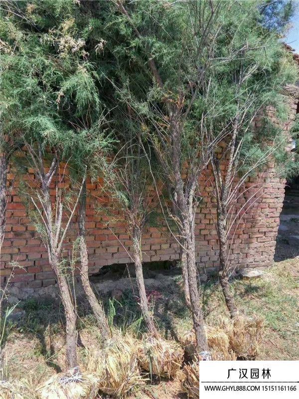 檉柳