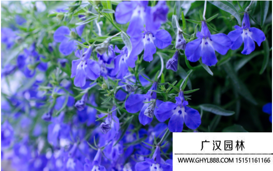 翠蝶花種子