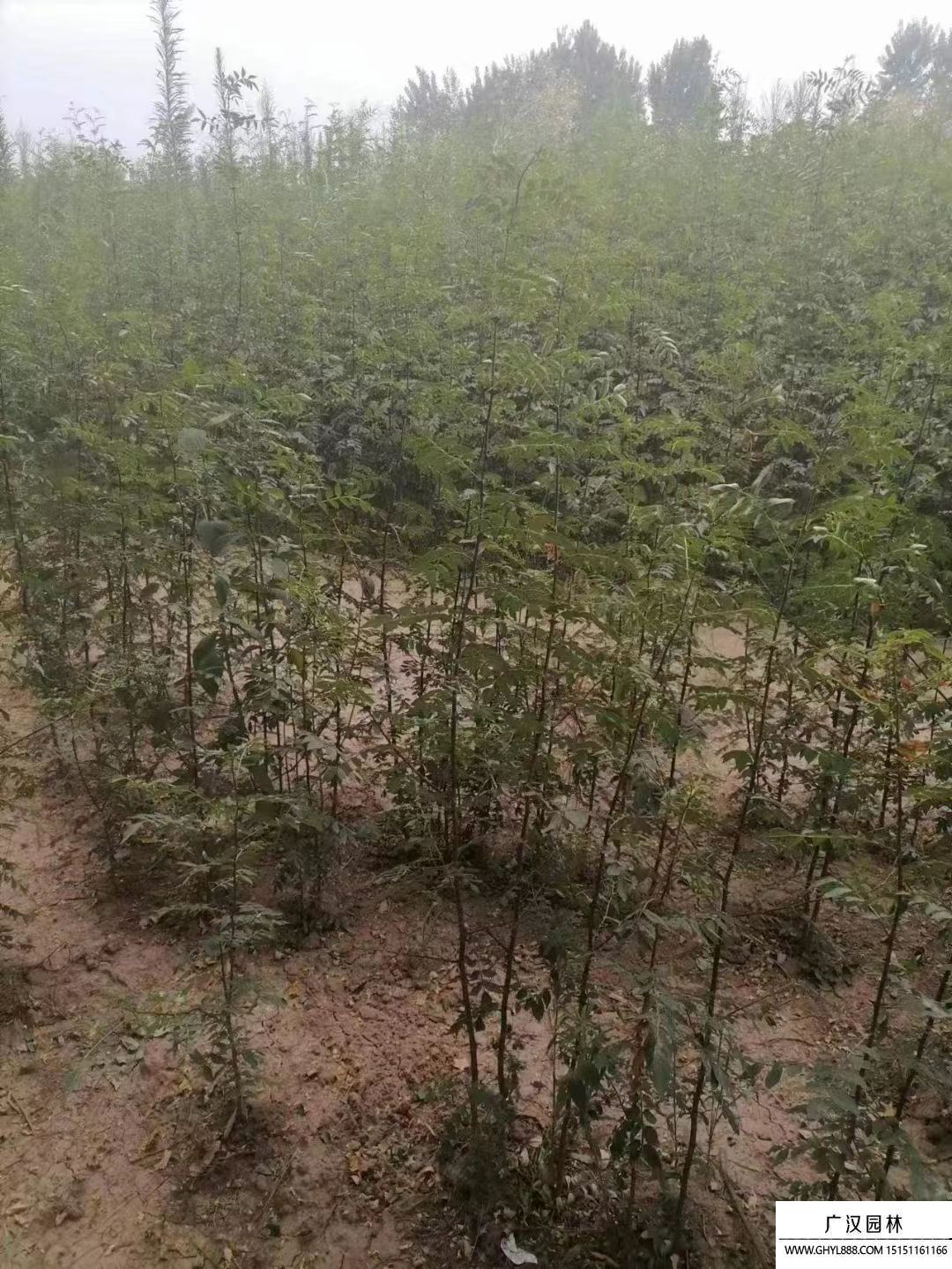大紅袍花椒苗