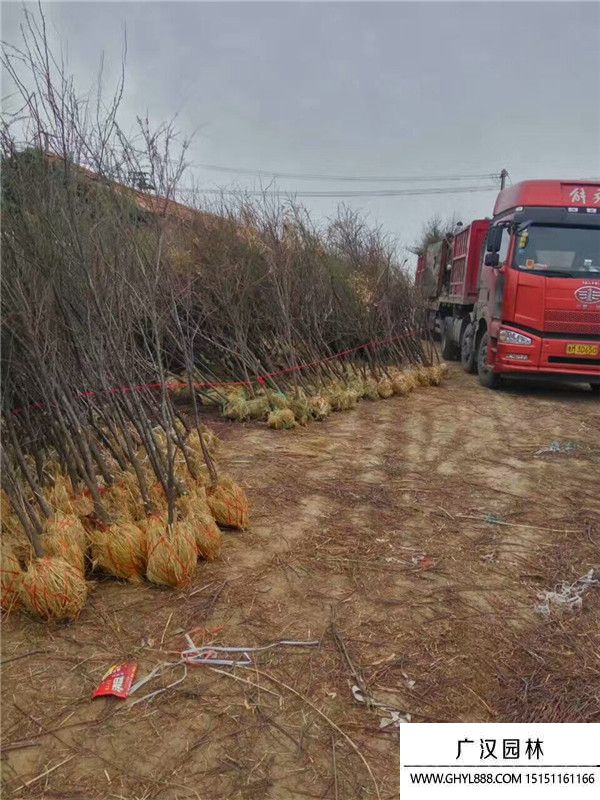 檉柳樹