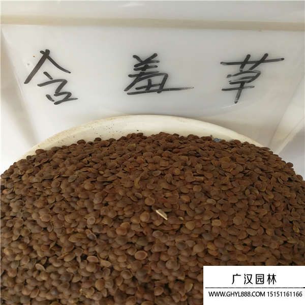 含羞草種子