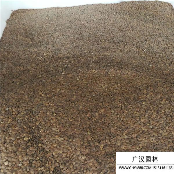 含羞草種子