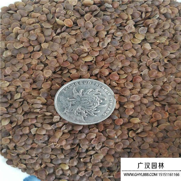 含羞草種子