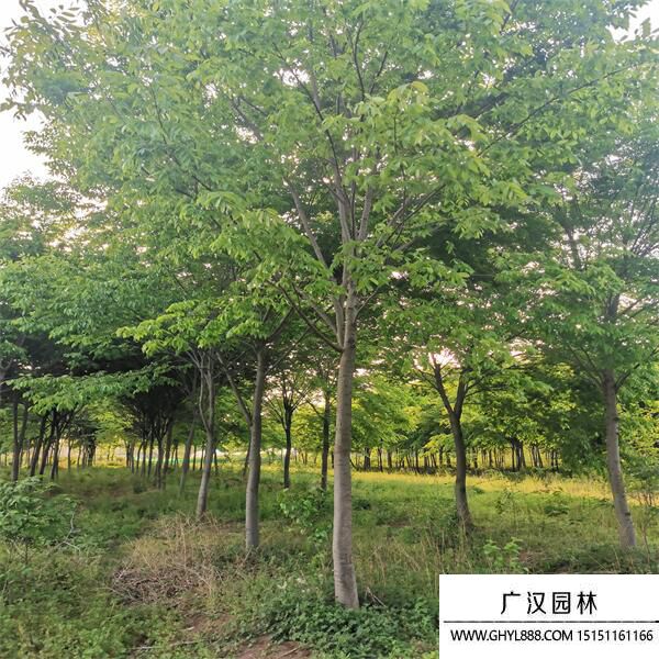 紅櫸樹