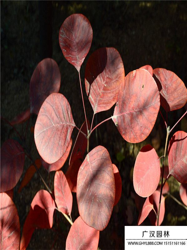 紅櫨樹