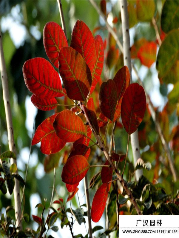 紅櫨樹