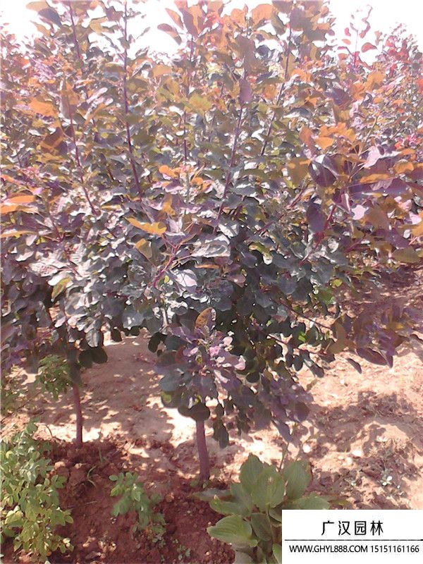 紅櫨樹