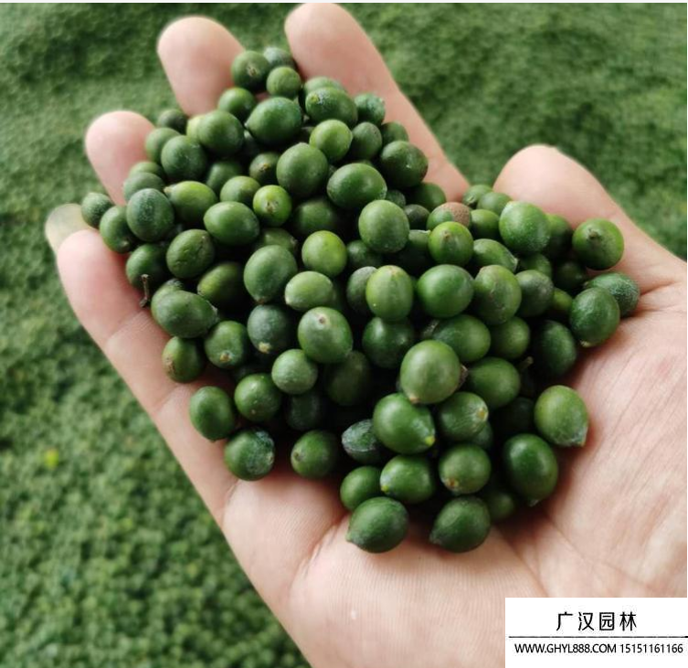 羅漢松種子