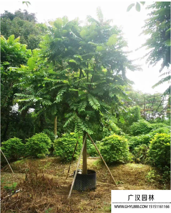 麻楝樹