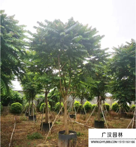 麻楝樹
