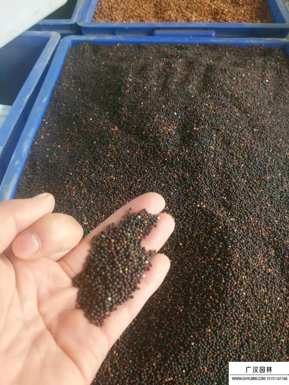 滿天星種子