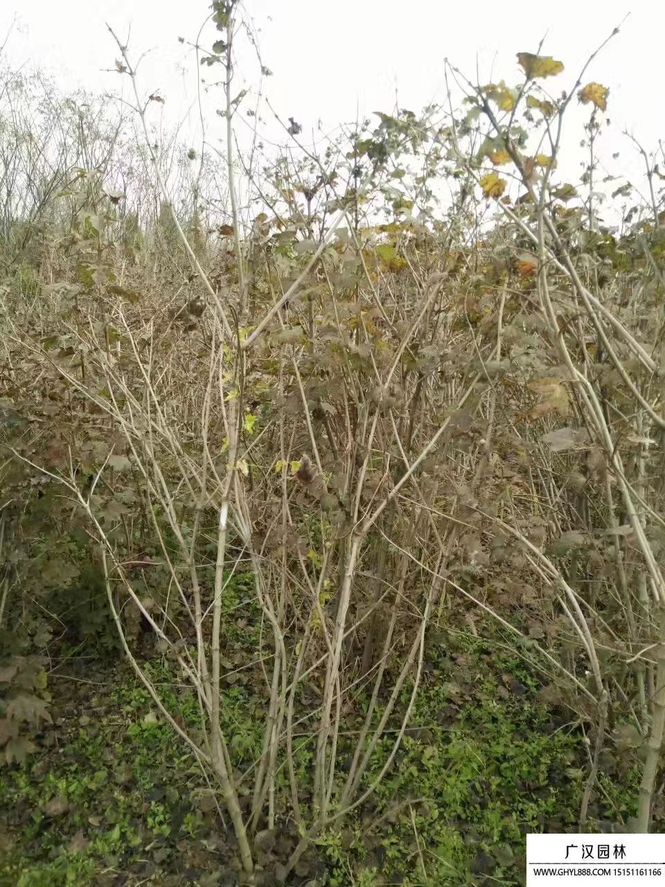 天目瓊花