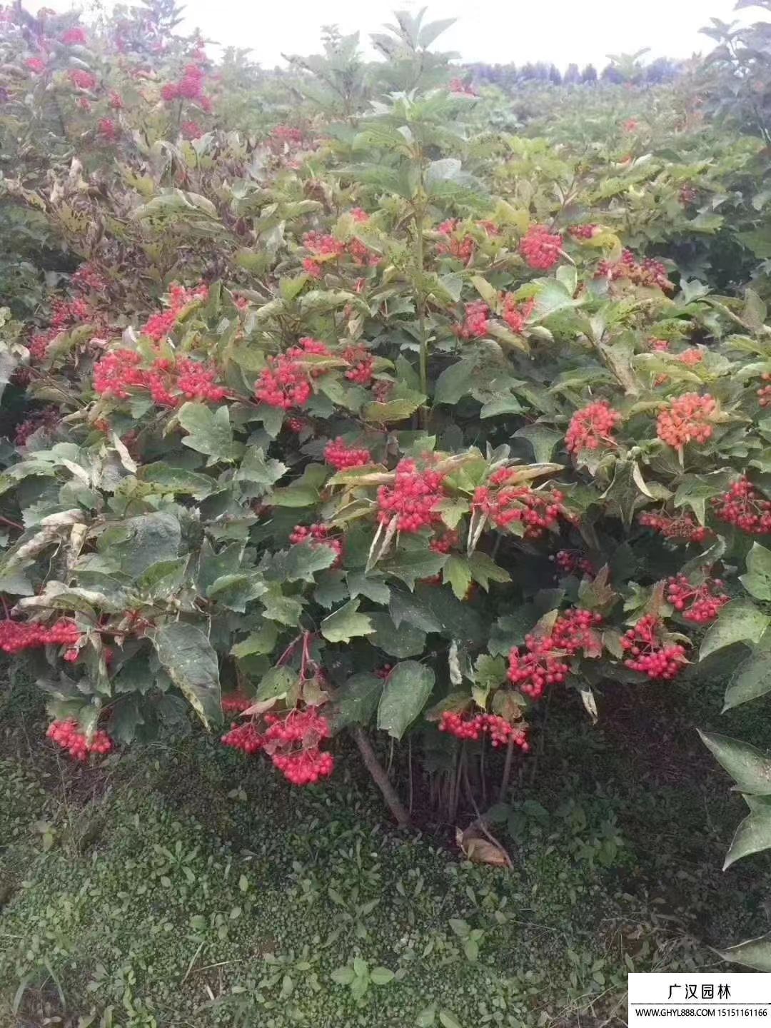天目瓊花