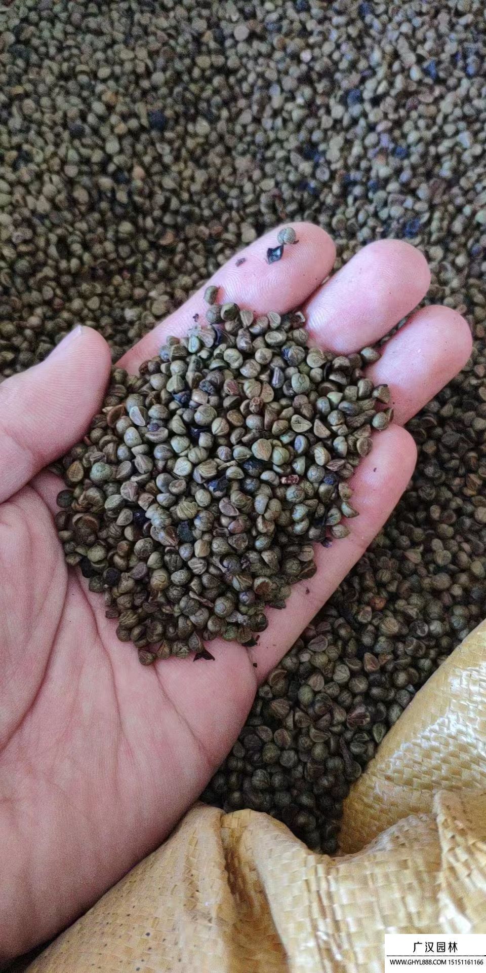 爬山虎種子