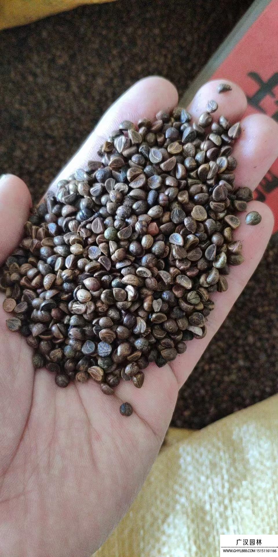 爬山虎種子