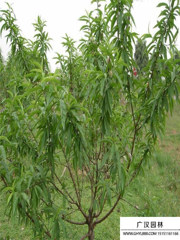 桃樹苗