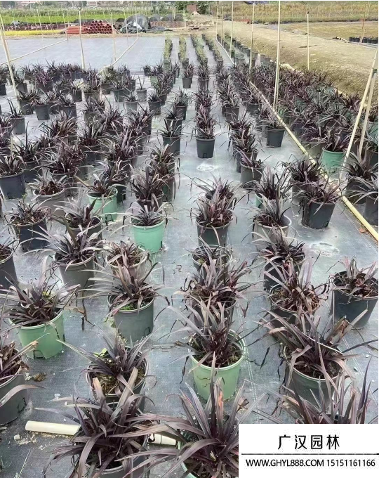 紫葉文殊蘭