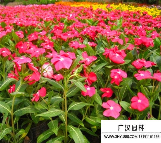 長春花