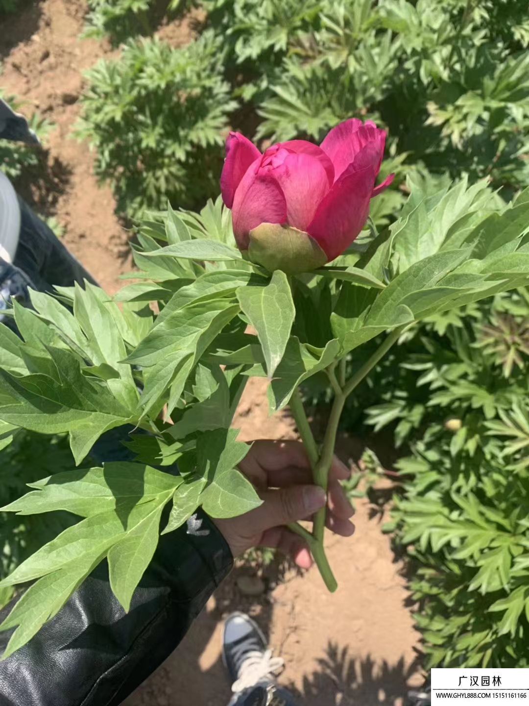朱麗葉玫瑰
