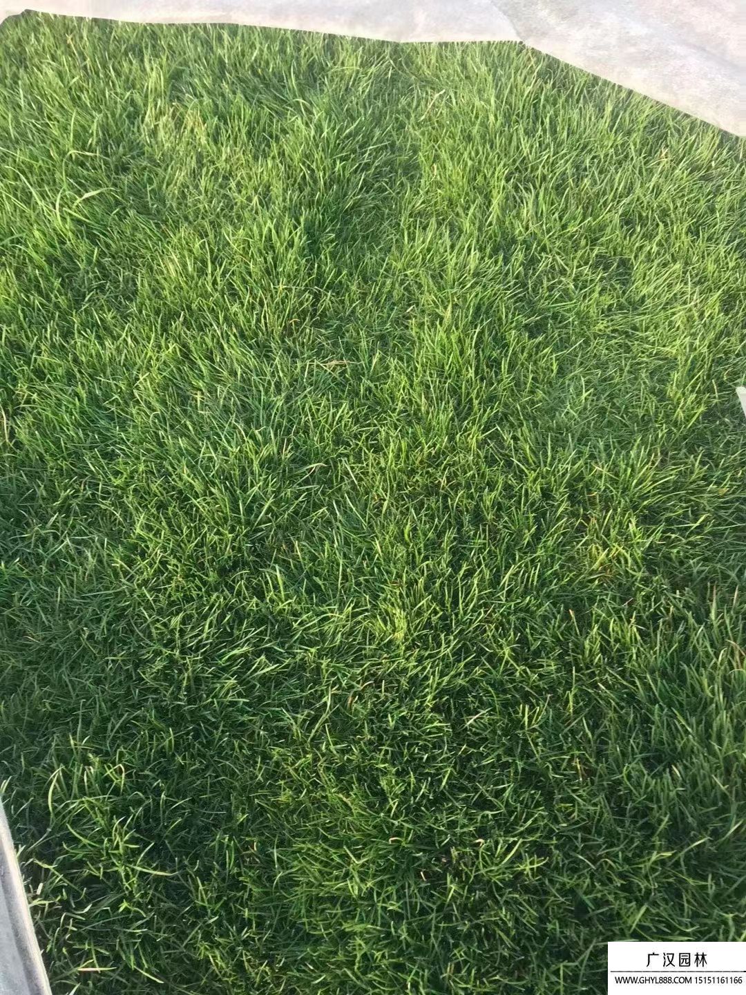黑麥草