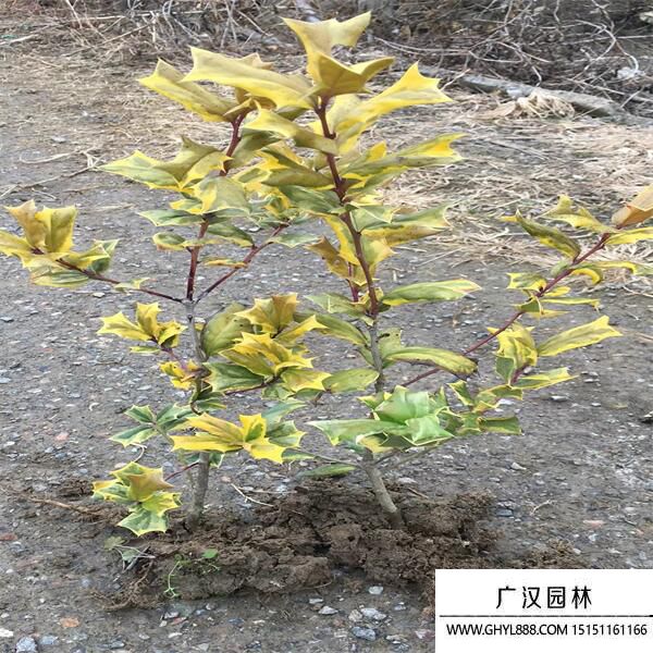黃金枸骨球