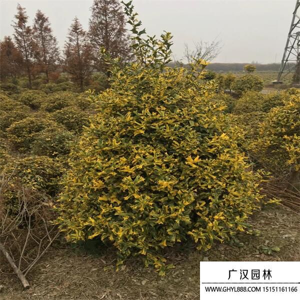 黃金枸骨球