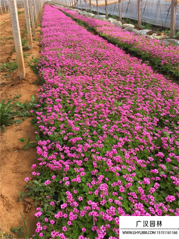 紅花醡漿草