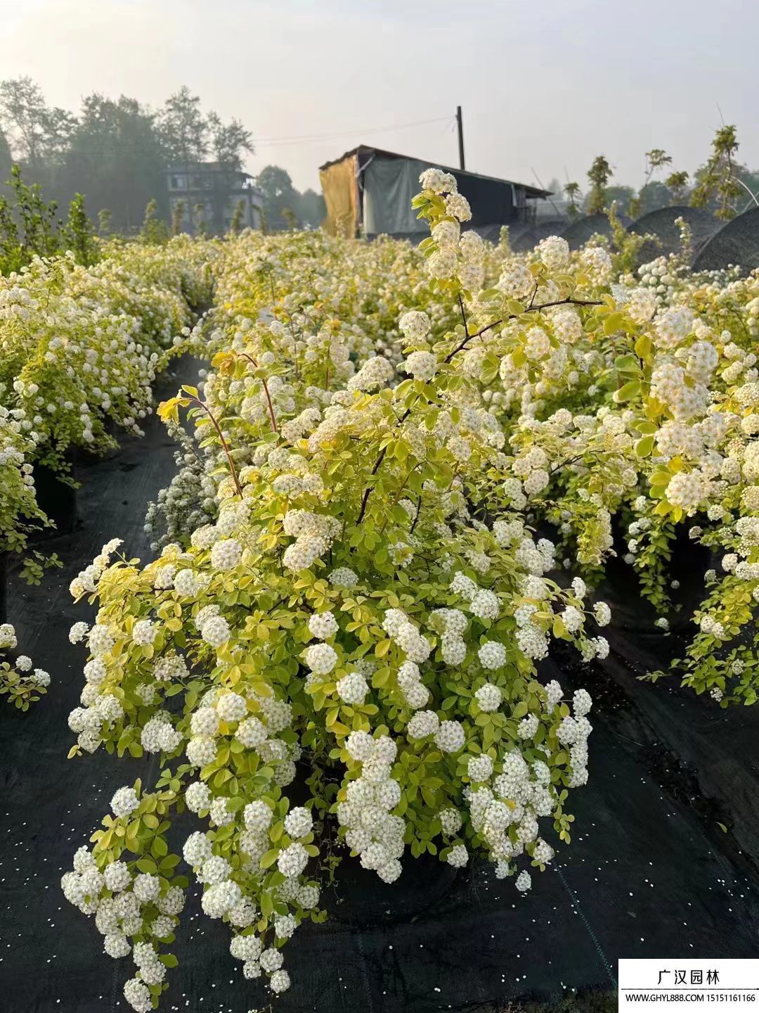 黃金噴泉