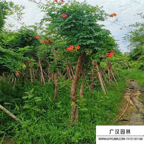 美國凌霄
