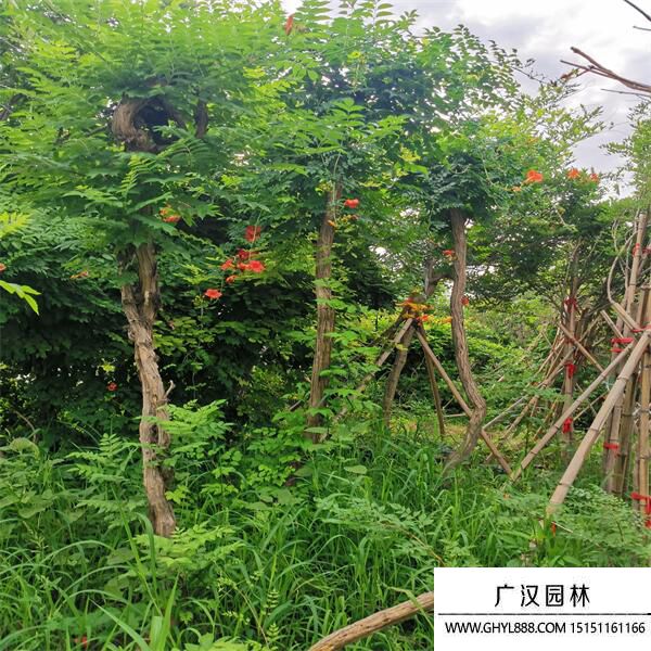 美國凌霄
