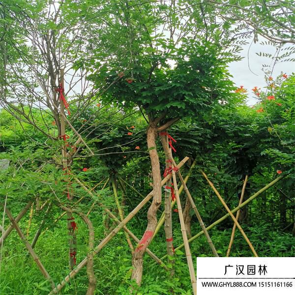 美國凌霄