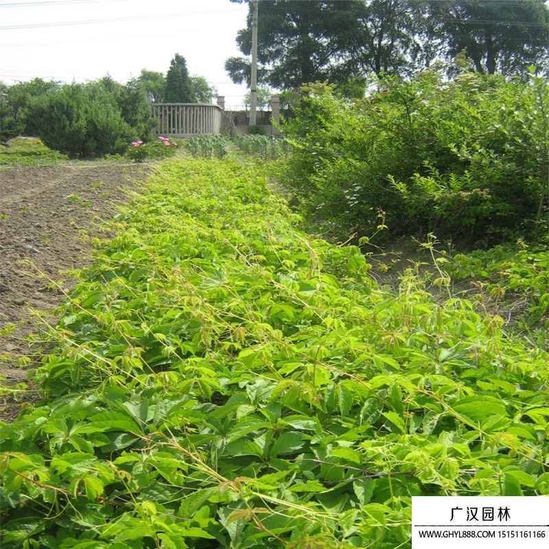爬墻虎