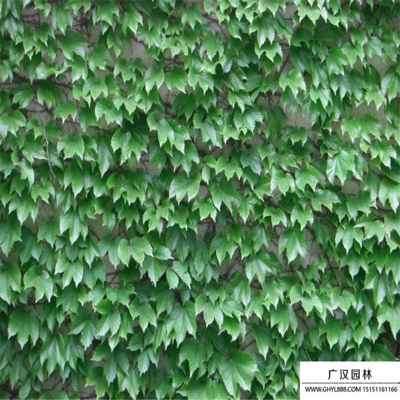 爬墻虎