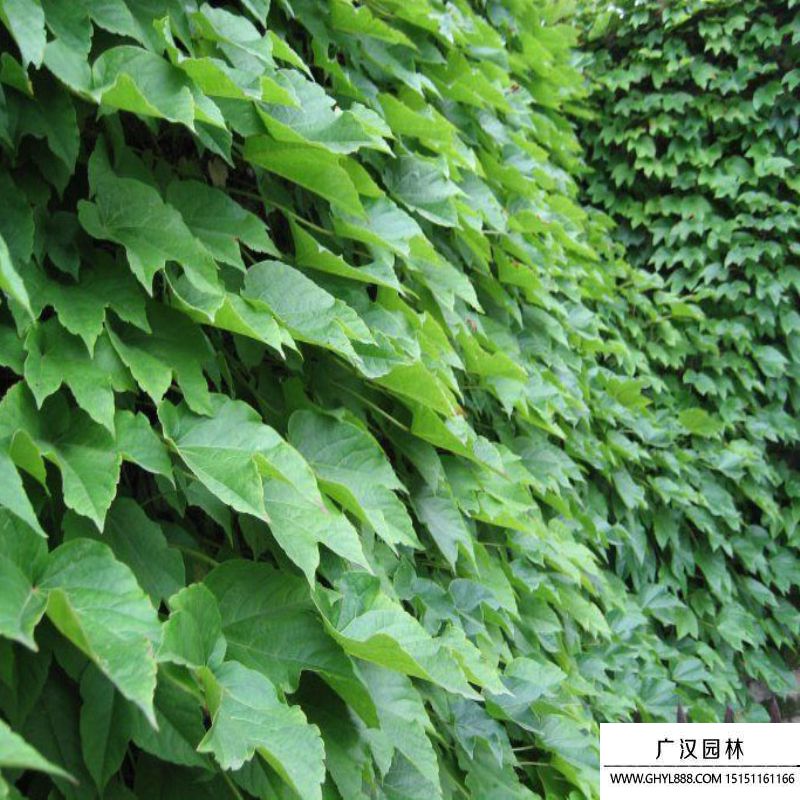 爬墻虎
