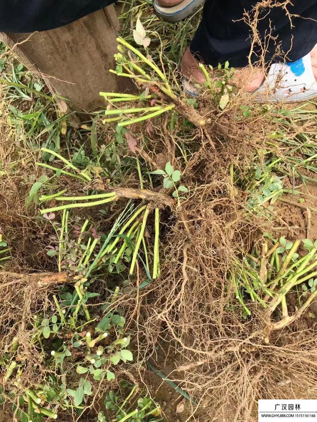 薔薇 