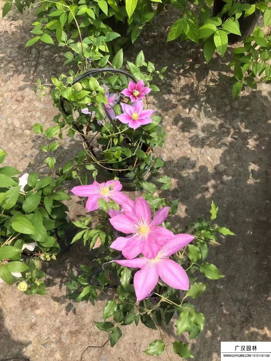鐵線蓮